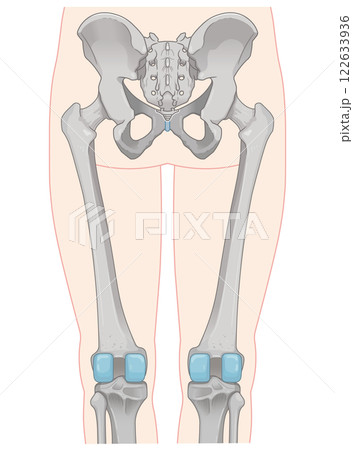 下肢の骨格のイラスト　lower limb bones illustration 122633936