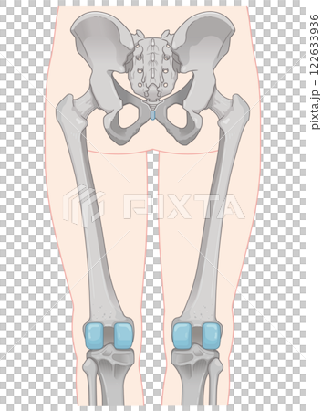 下肢の骨格のイラスト　lower limb bones illustration 122633936