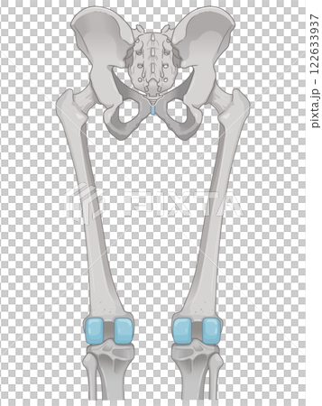 Lower limb bones illustration Lower limb bones illustration 122633937