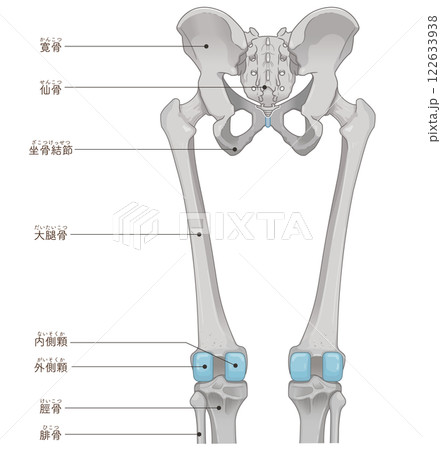 下肢の骨格のイラスト　lower limb bones illustration 122633938