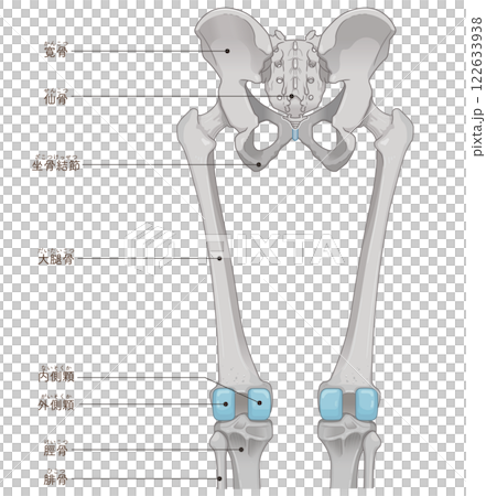 下肢の骨格のイラスト　lower limb bones illustration 122633938