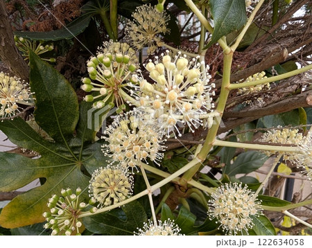 冬の庭に咲く白いヤツデの丸い花 122634058