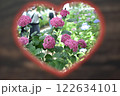 ハートの中にピンクの紫陽花 122634101