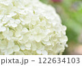 白い紫陽花のアップ 122634103