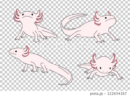 墨西哥鈍口蠑螈手繪插畫集 122634167