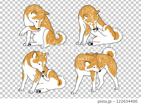 手繪插畫：一隻正在梳理自己的柴犬 122634400