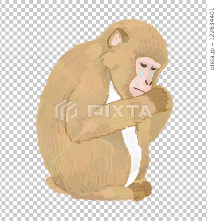 手繪的哭泣的日本獼猴插圖 手繪的哭泣的日本獼猴插圖 122634401