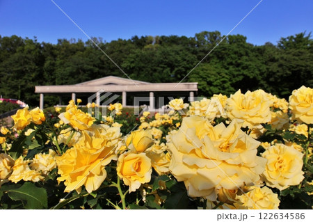 東京 神代植物公園のバラ園とテラス 東京 神代植物公園のバラ園とテラス 122634586