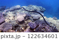ゴリラチョップ海中の珊瑚とヒロオウミヘビ 122634601