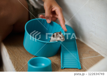 Young hamster exploring a blue plastic container under soft lighting Young hamster exploring a blue plastic container under soft lighting 122634749