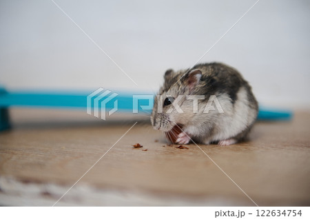 Small hamster nibbling a snack on the wooden table near blue decor 122634754