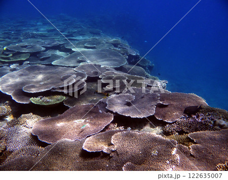 希望が丘ビーチ沖の珊瑚礁(その1) 希望が丘ビーチ沖の珊瑚礁(その1) 122635007