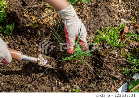 hands of gardener with weed in the vegetable garden  122635531