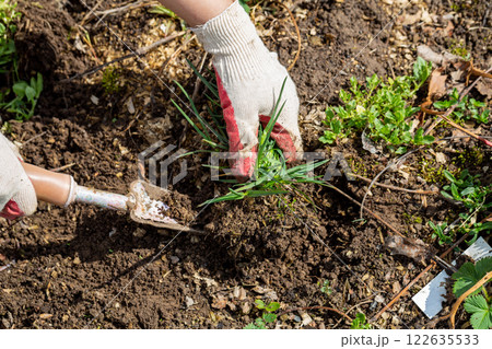 hands of gardener with weed in the vegetable garden hands of gardener with weed in the vegetable garden 122635533