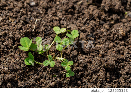 young seedling of meadow clover in the garden 122635538