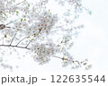 桜 122635544