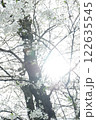 桜 122635545