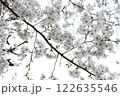桜 122635546