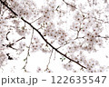 桜 122635547