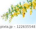 ミモザ 122635548