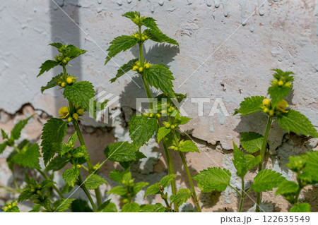 Yellow archangel, ordnance plant. Lamium galeobdolon grows on the foundation of a house Yellow archangel, ordnance plant. Lamium galeobdolon grows on the foundation of a house 122635549