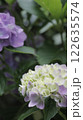 紫陽花 122635574