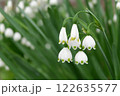鈴蘭 122635577