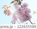 桜 122635580