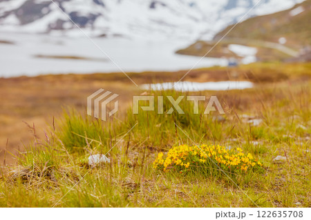 Yellow spring flowers in norwegian mountains Yellow spring flowers in norwegian mountains 122635708