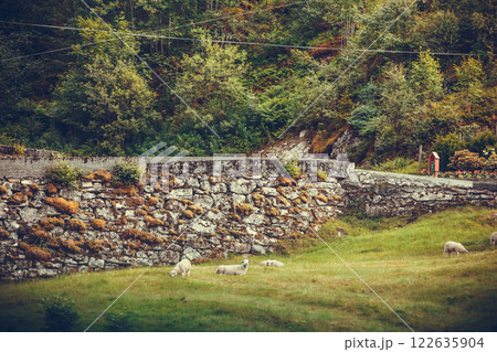 Sheep grazing on green grass near rock wall 122635904