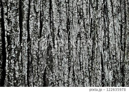 樹皮　木の幹 122635978