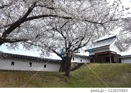 京都 勝竜寺城の桜 京都 勝竜寺城の桜 122635983