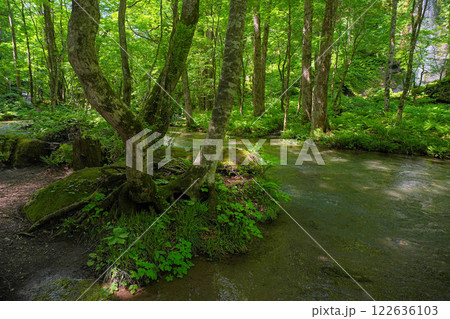 奥入瀬渓流 122636103