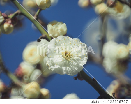 白い梅、東京都大田区大森第一公園 122636797