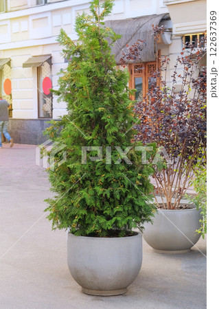 Cypress in large outdoor pot. Thuja occidentalis danica in container. Landscape design in city. Potted evergreen tree near terrace of a street cafe. Sunny. Cypress in large outdoor pot. Thuja occidentalis danica in container. Landscape design in city. Potted evergreen tree near terrace of a street cafe. Sunny. 122637369