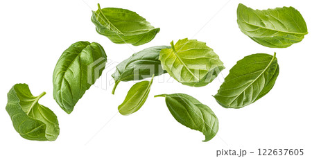 Basil leaves isolated on white background with clipping path, collection Basil leaves isolated on white background with clipping path, collection 122637605