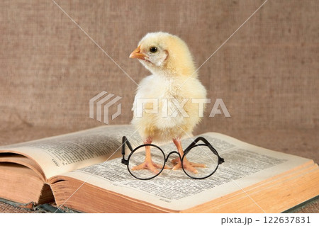 A small yellow-mouthed chicken sits on an open book with glasses. 122637831
