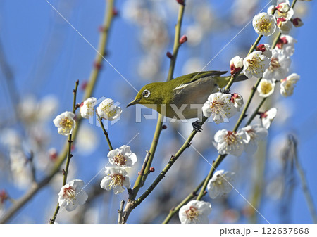 満開の白梅にメジロ （春イメージ）（ 躍動イメージ ） 122637868