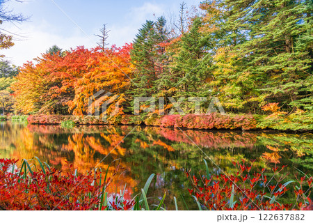 【長野県】雲場池の紅葉　湖面に映る秋 122637882
