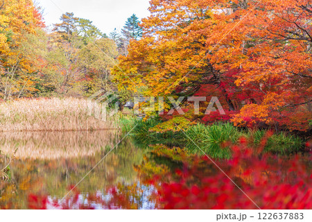 【長野県】雲場池の紅葉 湖面に映る秋 【長野県】雲場池の紅葉 湖面に映る秋 122637883