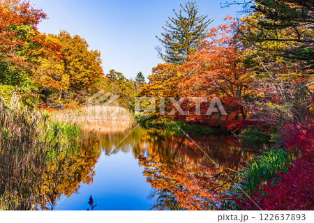 【長野県】雲場池の紅葉 湖面に映る秋 【長野県】雲場池の紅葉 湖面に映る秋 122637893