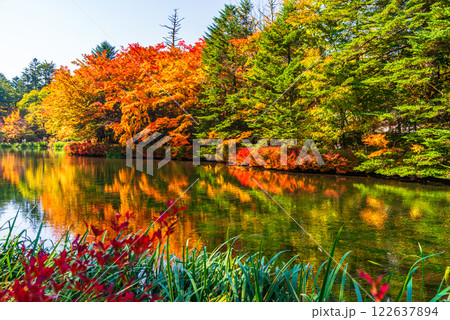 【長野県】雲場池の紅葉 湖面に映る秋 【長野県】雲場池の紅葉 湖面に映る秋 122637894