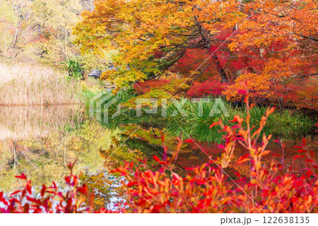【長野県】雲場池の紅葉　湖面に映る秋 122638135