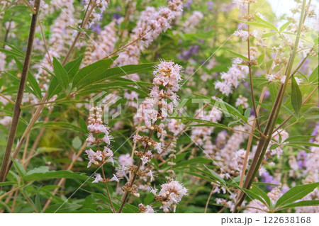 Vitex canabifolia grown in a rustic farm garden. Alpine grassland. White flowers in cottage garden. 122638168