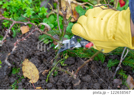 Pruning rose bushes in the fall. Garden work. The pruner in the hands of the gardener. Pruning rose bushes in the fall. Garden work. The pruner in the hands of the gardener. 122638567