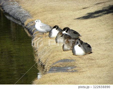 稲毛海浜公園浜ノ池に来た冬の渡り鳥ユリカモメとオナガガモ 122638890