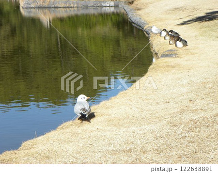 稲毛海浜公園浜ノ池に来た冬の渡り鳥ユリカモメとオナガガモ 稲毛海浜公園浜ノ池に来た冬の渡り鳥ユリカモメとオナガガモ 122638891