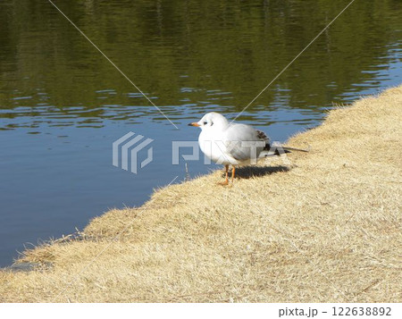 稲毛海浜公園浜ノ池に来た冬の渡り鳥ユリカモメ 稲毛海浜公園浜ノ池に来た冬の渡り鳥ユリカモメ 122638892