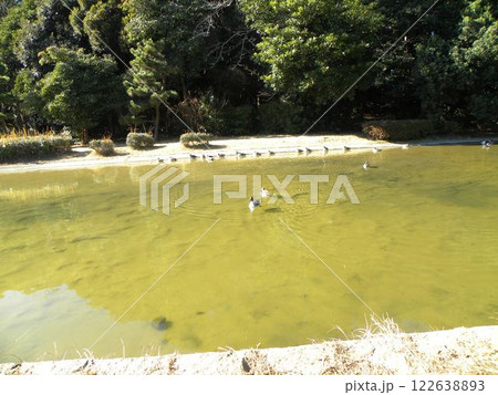 稲毛海浜公園浜ノ池に来た冬の渡り鳥オナガガモ 稲毛海浜公園浜ノ池に来た冬の渡り鳥オナガガモ 122638893