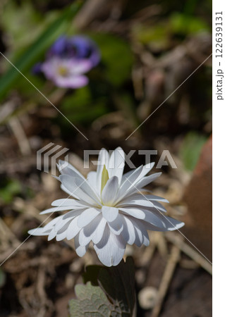 春の庭に咲く八重咲きの白いサンギナリア 春の庭に咲く八重咲きの白いサンギナリア 122639131